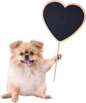 Cute puppies Pomeranian Mixed breed Pekingese dog sitting holding a heart shape Wooden sign for Valentines day png