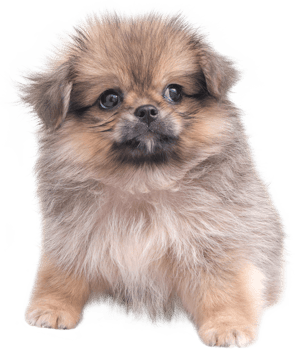 Cute puppies Pomeranian Mixed breed Pekingese dog sitting png