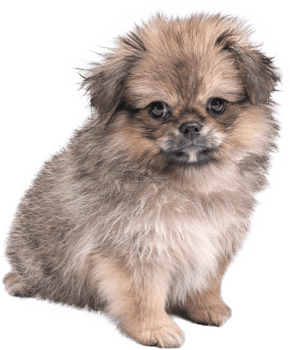 Cute puppies Pomeranian Mixed breed Pekingese dog sitting png