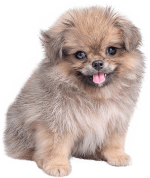 Cute puppies Pomeranian Mixed breed Pekingese dog sitting png