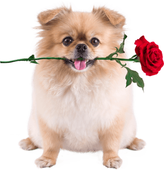 Cute puppies Pomeranian Mixed breed Pekingese dog sitting with rose in mouth for Valentines day png