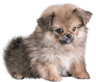 Cute puppies Pomeranian Mixed breed Pekingese dog sitting png