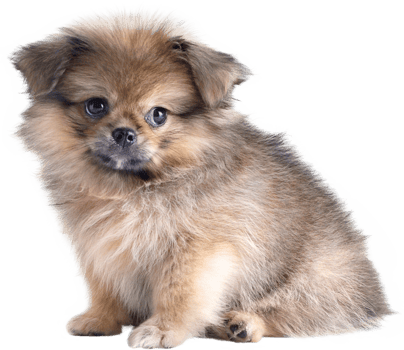 Cute puppies Pomeranian Mixed breed Pekingese dog sitting png