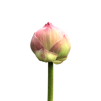 Lotus Flower png