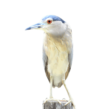 Black-crowned Night Heron bird png