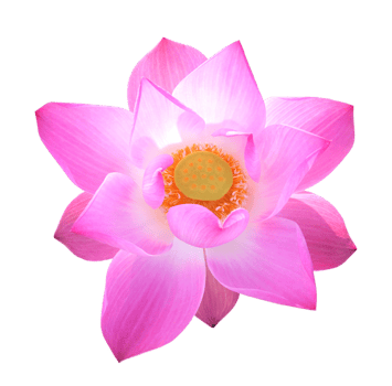 Pink Lotus Flower png