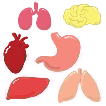 stock illustration vector drawing internal organs. simple bright drawing on a medical subject, human internal organs. flat, doodle, carton style. stomach, brain, kidneys, liver, heart, lungs.
