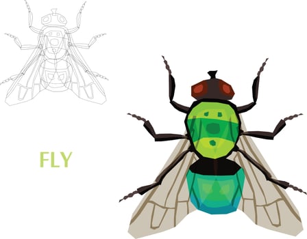 Insects Sketch to Vector Illustration