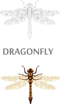 Insects Sketch to Vector Illustration
