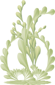 Flower leaf botanical antique for decorative png