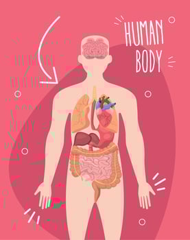 Human body design vector