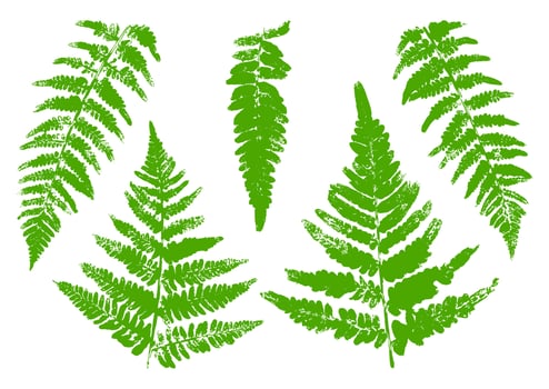 Fern Leaves Paint Print vector