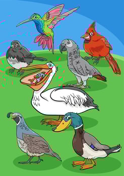 cartoon birds animal characters group vector