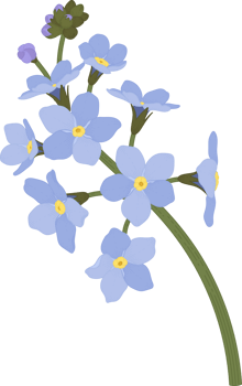 Blue forget me not flower hand drawn illustration. png