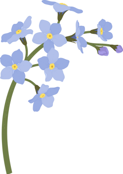 Blue forget me not flower hand drawn illustration. png