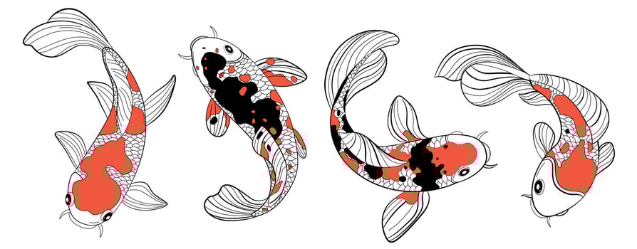 Koi Fish Color Drawing vector