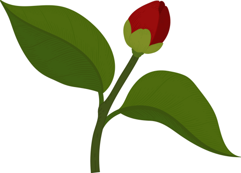 Red camellia flower hand drawn illustration. png