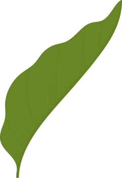 jasmine leaf hand drawn illustration. png