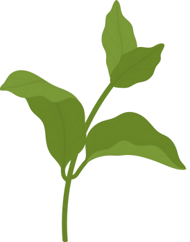 jasmine leaf hand drawn illustration. png