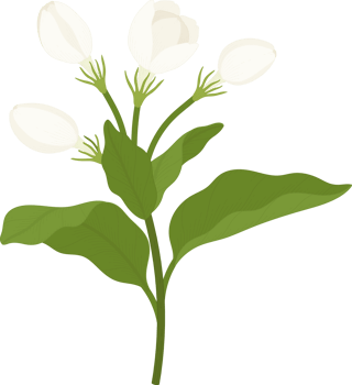 jasmine flower hand drawn illustration. png