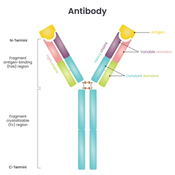 Antibody structure vector diagram