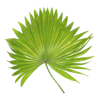 green leaf of palm tree isolated on transparent background png file