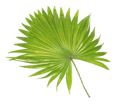 green leaf of palm tree isolated on white background png