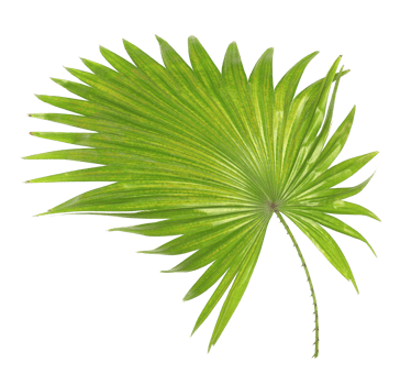 green leaf of palm tree isolated on white background png