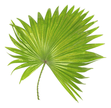 green leaf of palm tree isolated on transparent background png file