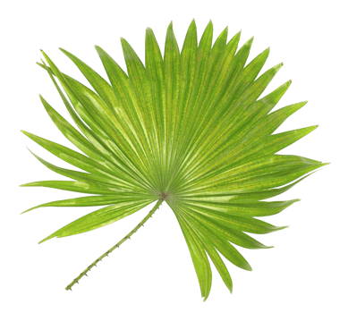 green leaf of palm tree isolated on transparent background png file