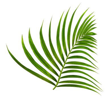 Green leaf of palm tree on transparent background png file