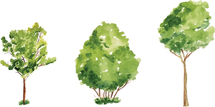 Vector hand drawn tree watercolor illustration on white background.