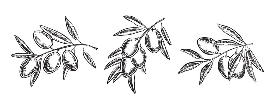 Olives on a branch, hand drawn, vector illustrations.