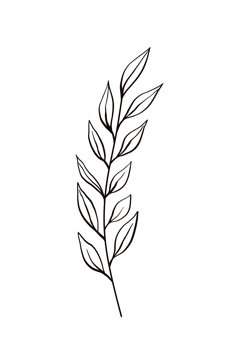 One line drawing monstera leaf and palm tree leaves png