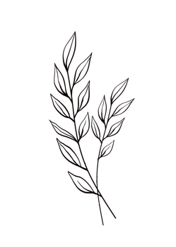 One line drawing monstera leaf and palm tree leaves png