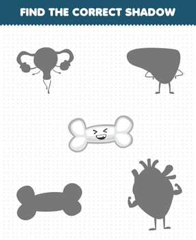 Education game for children find the correct shadow set of cute cartoon human organ bone vector