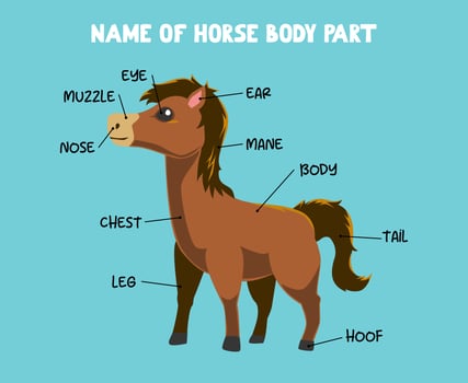 Name of cute cartoon horse body part for kids in english vector