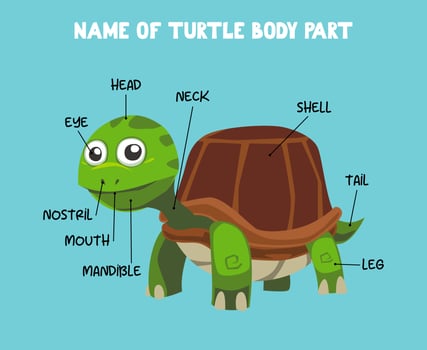 Name of cute cartoon turtle body part for kids in english vector