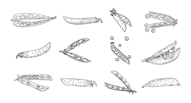 Pea hand drawn vector illustrations.