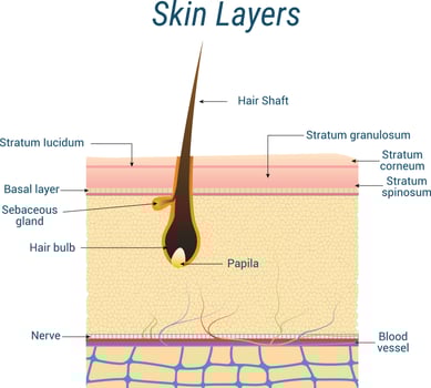 Skin Layers anatomy with the hair follicle. flat vector illustration