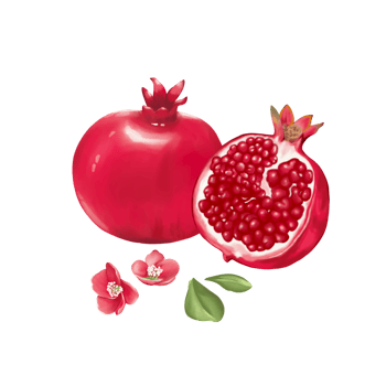 Pomegranates fruit, flowers and leaves in realistic  style, watercolor painting. Texture, wrapper, pattern or printing. png