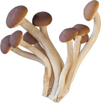 Isolated enoki mushroom cutout on white background. png