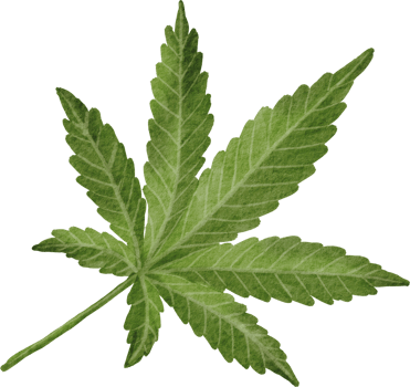 Cutout cannabis leaf simplicity watercolor painting. png