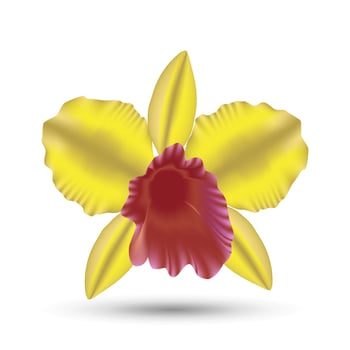 Flower of yellow orchid isolated vector