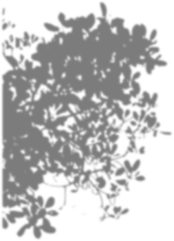 Leaf Shadow Aesthetic Overlay png