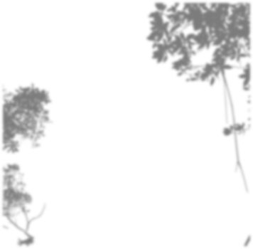 Leaf Shadow Aesthetic Overlay png