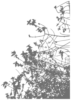 Leaf Shadow Aesthetic Overlay png