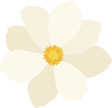 White cosmos flower hand drawn illustration. png