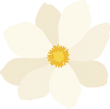 White cosmos flower hand drawn illustration. png