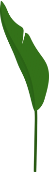 Heliconia leaf hand drawn illustration. png